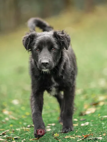 Second, he starts to move with purpose. The walk becomes a trot.