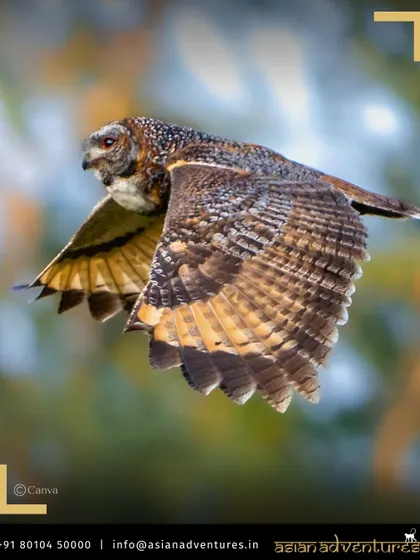 A Mottled Wood Owl in flight, a ghostly presence in the forests of Central India. Our night walks and drives often reveal the secret lives of nocturnal birds and animals.