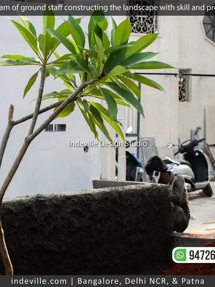 A young frangipani tree being planted next to a new wall. This shows the beginning of a landscape taking shape.