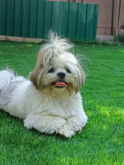 This Shih Tzu strikes a pose while lounging on the clean, green turf, perfectly content in the open space.