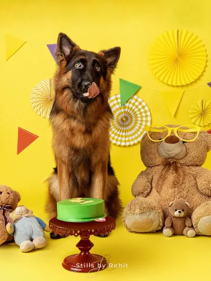 Happy Bark-Day! This German Shepherd is ready to celebrate with a cake and teddy bears. Pet birthday shoots are such a fun way to mark another year with your best friend.