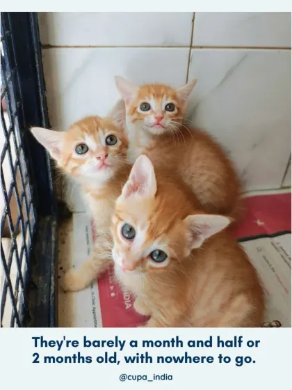 These kittens are barely a month and a half old, with nowhere to go. They are incredibly vulnerable and need to be in a home environment to thrive. Please consider adopting one of these little souls.