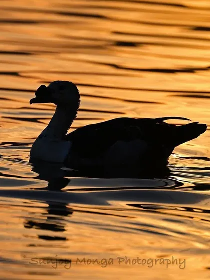 The Comb Duck, locally called Nakta, is silhouetted against the vivid glow of the setting sun on water. The male's prominent comb on the bill gives it a unique and unmistakable profile.