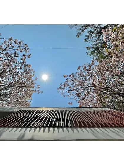 A worm's-eye view of the building's edge against the bright blue sky, framed by the delicate branches of the tabebuia trees.