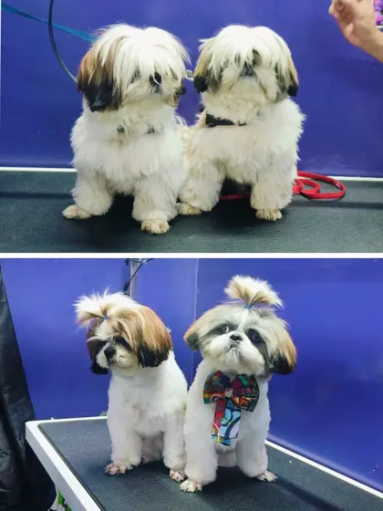 Double trouble. Roly and Soda's before and after shows how we can give two dogs a coordinated, stylish look.