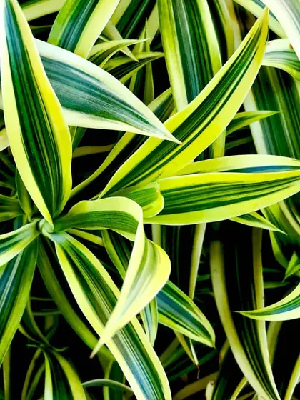 The Dracaena 'Song of India' has beautiful variegated leaves with bright yellow and green stripes. It's an upright, shrub-like plant that adds a tropical feel and is relatively easy to care for indoors.