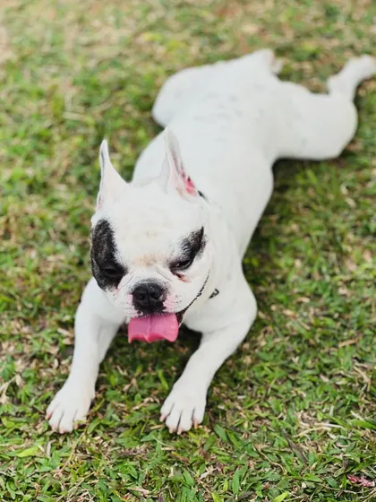 This playful stretch from our Frenchie guest shows he's completely at ease in his home away from home.