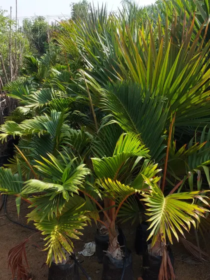 A group of young fan palms, perfect for underplanting or using in smaller garden spaces.