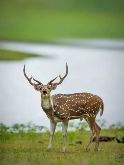 A handsome spotted deer stag stands proudly in a meadow in Bandipur Tiger Reserve. His impressive antlers and alert stance make for a classic wildlife photograph.