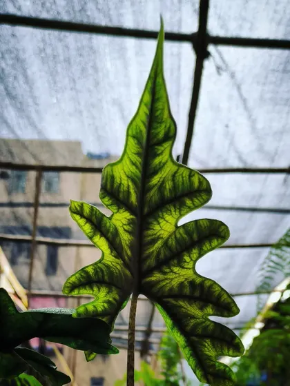 A look at the underside of an Alocasia Jacklyn leaf reveals its intricate structure. We stock a variety of rare Alocasias for the dedicated collector.