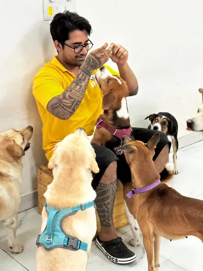 Treat time is training time. Here I am with a group of dogs, including Labradors and Indies, teaching them to be patient and calm while waiting for their reward.