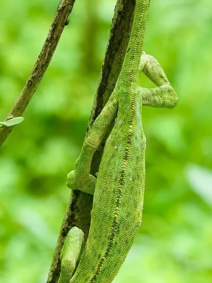 The prehensile feet and tail of a chameleon are perfectly adapted for life in the trees. There is nothing out there in the bush quite like this remarkable lizard.