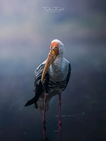 A Painted Stork stands pensively in a misty Navi Mumbai lake. This moody, atmospheric shot captures the quiet, artistic side of bird photography, a style I love to bring to my films.
