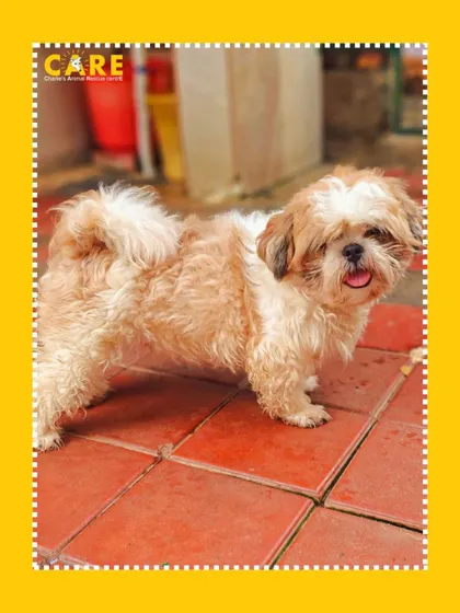 Phoenix, after his initial grooming and treatment. The transformation from a heap of matted fur to this sweet dog is the result of hours of dedicated work by our vet team.
