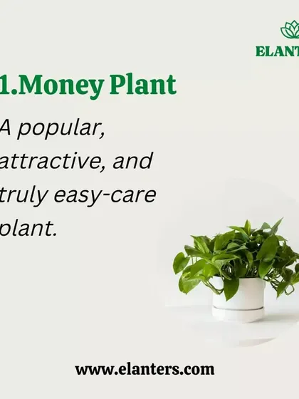 The Money Plant is a popular, attractive, and truly easy-care plant, making it number one on my list of top air-purifying plants for your home.
