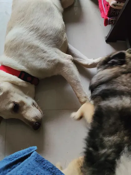 An Indie dog and our Pomeranian, Perri, relaxing together on the floor. We supervise all interactions to ensure a positive and safe social environment for every dog.