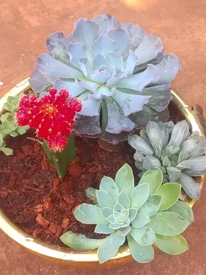 A vibrant succulent bowl featuring a bright red moon cactus as the focal point. It's surrounded by different types of Echeveria, creating a beautiful contrast of color and form.