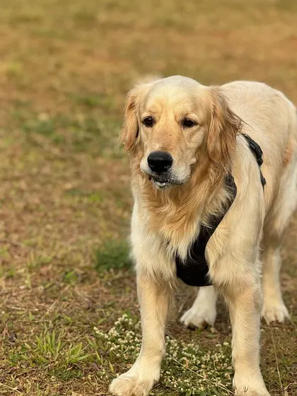 A handsome golden retriever looking thoughtful after a fun play session.