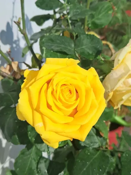 A yellow rose in the morning sun.