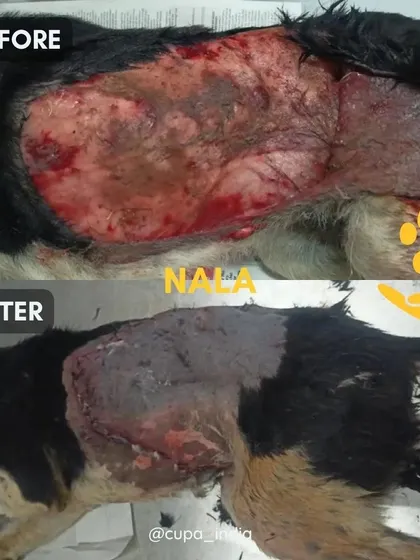 Nala was brought in with a massive skin avulsion, where a large patch of skin was torn from her back. This before and after shows the incredible healing of her wound over time.