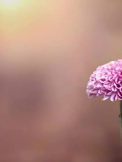 This is a perfect example of creating a beautiful, blurry background, a technique we call 'bokeh'. In my workshops, I teach you how to use your DSLR's settings, specifically the aperture, to isolate your subject and make it stand out just like this. It's one of the first steps to moving beyond auto mode and taking truly artistic photos.