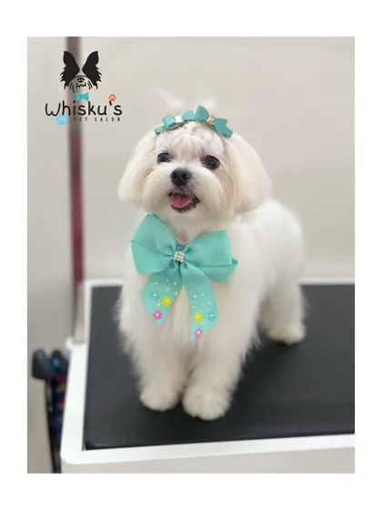 Miss Pearl the Maltese diva, looking stunning after her spa day. Her hair is styled with a cute top knot and a matching bow.