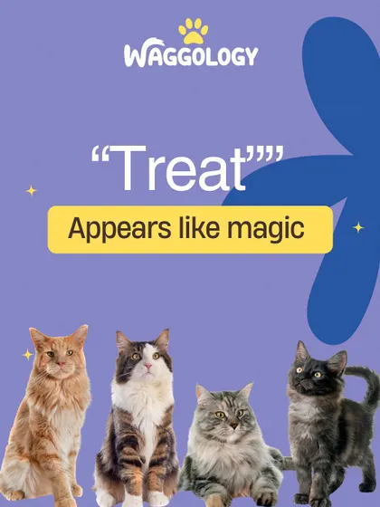 This funny graphic about cat commands is so relatable. While cats may not always listen, the one word they always respond to is "treat."