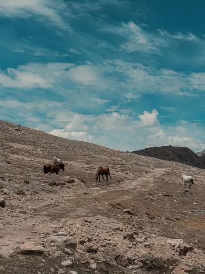 Wild horses grazing on a barren mountainside in Spiti. These hardy animals are a beautiful sight against the rugged terrain.