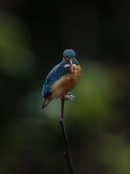 A frontal view of the Common Kingfisher, giving a curious and engaging expression. Getting these different angles helps build a complete photographic story of a single subject.
