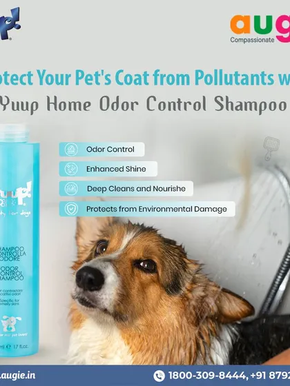 Protect your pet's coat from pollutants with Yuup! Home Odor Control Shampoo. It not only controls odor but also enhances shine and protects from environmental damage using proteins from Moringa seeds.