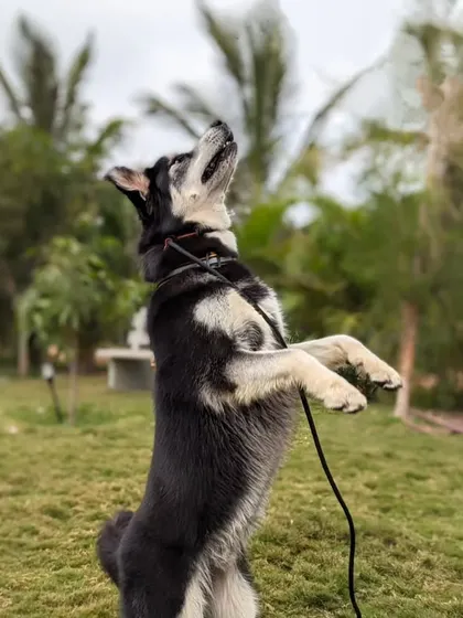 This is Gouda, an energetic Goberian who is a regular at our daycare. His parents rely on us to help burn off his energy with swimming, advanced obedience, and play while they're at work.