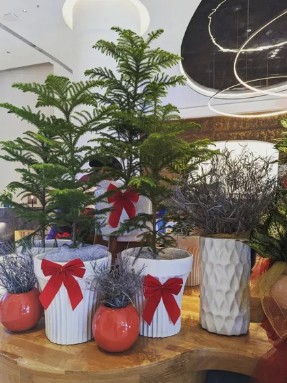 We used real Norfolk Pine trees as mini Christmas trees for this hotel lobby installation. Paired with simple white pots and red ribbon bows, they create a clean, elegant, and naturally festive look.
