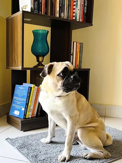 Puggu, the adopted pug, posing like a model next to a bookshelf. He is a no-fuss dog with a great temperament.