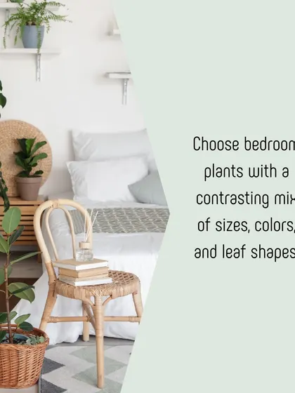 For bedroom plant styling, we recommend using a mix of plant sizes, colors, and leaf shapes. Here, a floor plant and smaller potted plants on shelves and furniture create a layered, tranquil look.