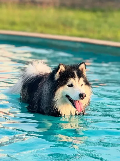 Taking a cool dip in our dog-friendly swimming pool. It's the perfect way for our furry guests, like this beautiful husky, to beat the Bengaluru heat and have some splashy fun.