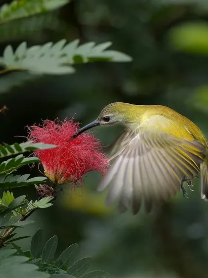 A beautiful shot capturing the motion of the Little Spiderhunter's wings.