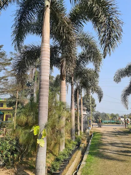 Another view of mature Foxtail Palms, demonstrating the kind of instant, established look I can help you achieve for your property.