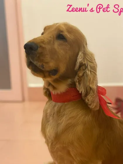 Coco the Cocker Spaniel looking sharp and regal with a red bandana. His coat is neatly trimmed, highlighting his handsome features.