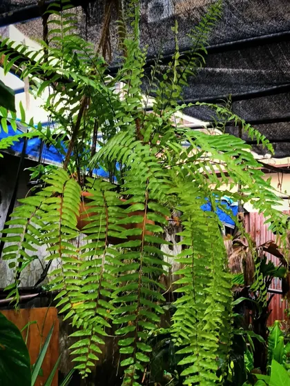 Full-sized ferns are a great addition to create a lush garden feel. This hanging Boston Fern adds a beautiful, cascading texture.