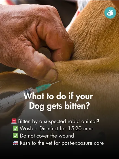 What should you do if your dog is bitten by a potentially rabid animal? This guide provides critical first-aid steps: wash and disinfect the wound for 15-20 minutes, do not cover it, and rush to the vet immediately.