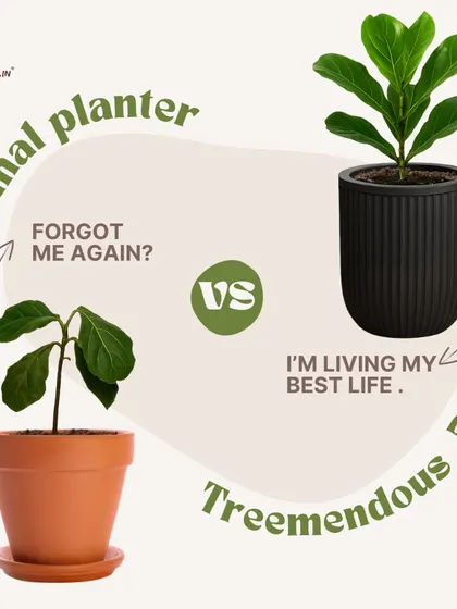 The difference is clear. On the left, a plant in a normal pot struggles. On the right, the same plant in our self-watering planter is thriving. We make it easy for your plants to live their best life, even if you forget to water them.
