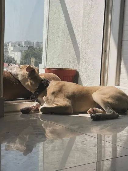 Soaking up the morning sun. This pup found a perfect, quiet spot by the window to relax and watch the world go by. We have plenty of sunny corners for peaceful afternoon naps.