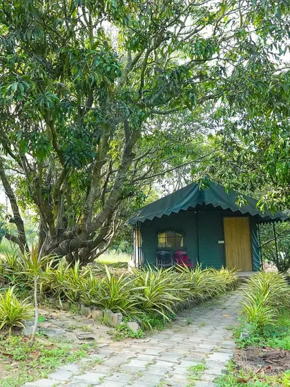 Discover our cozy Swiss cottages, nestled among lush mango groves. They offer a unique glamping experience, blending the simplicity of nature with the comfort you deserve for a perfect weekend getaway.