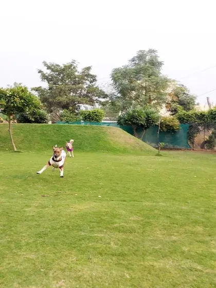A wide shot of our expansive lawn, showing just how much room your pets have to run and play. This freedom is a core part of the Pet Lovers Hut experience.
