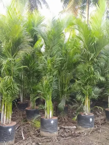 A collection of young Areca Palms in nursery bags, perfect for starting a lush garden hedge.