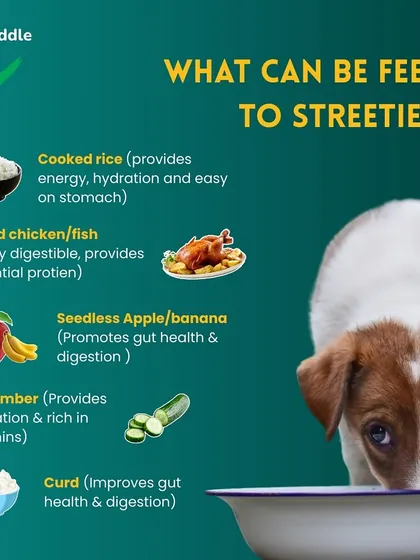 Want to help street dogs? Here are five food items that are safe to feed them, including cooked rice, boiled chicken, and curd, which are easy on their stomachs.