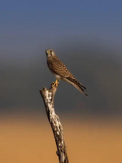 A classic portrait of the Common Kestrel. The clean background and sharp focus on the bird's eye make for a simple yet striking image.