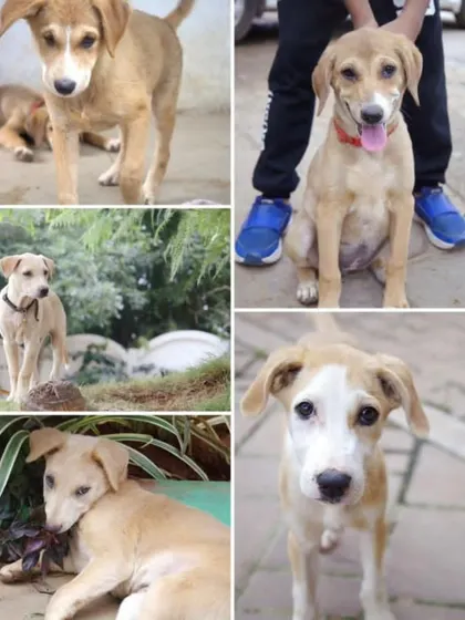 Urgent adoption appeal for these 50 day old puppies in Bangalore. Born in an apartment, they are at risk if not relocated soon. 1 male and 5 females available.