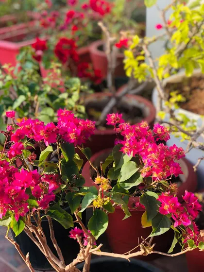 The vibrant bougainvillea in full bloom. The rooftop garden is always changing with the seasons, offering a beautiful natural backdrop.
