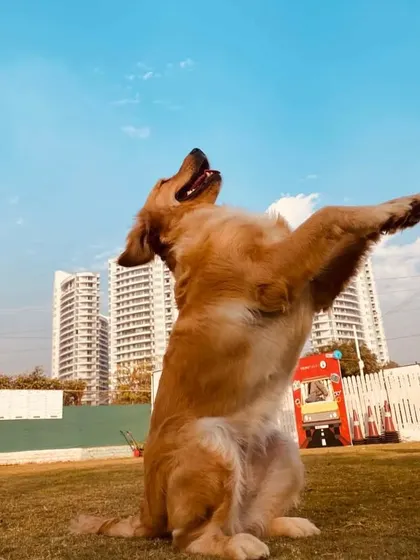 This pup looks like he's ready for takeoff. We love capturing these moments of pure, uninhibited joy.